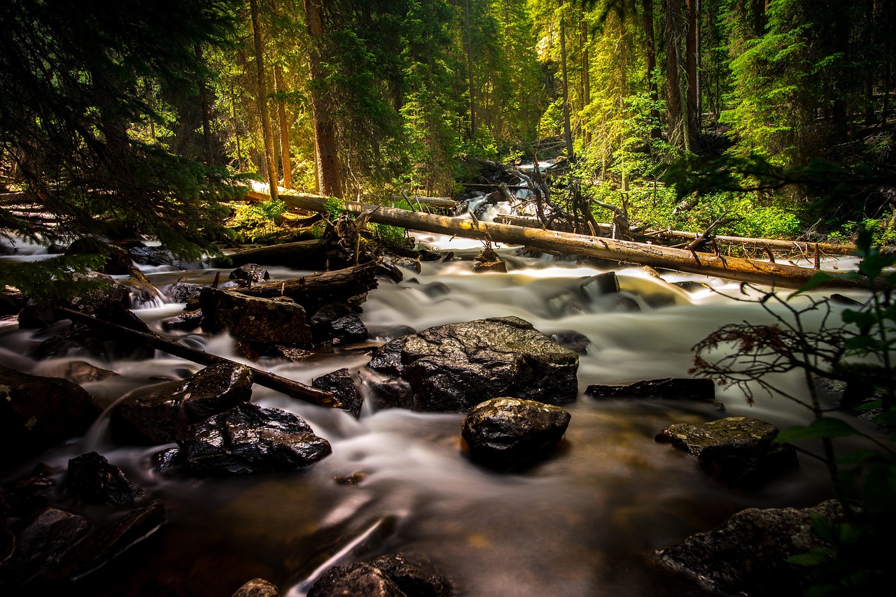 Creek, forest, landscape — Boost Your NBA Game Viewing with Reddit's Dynamic Community