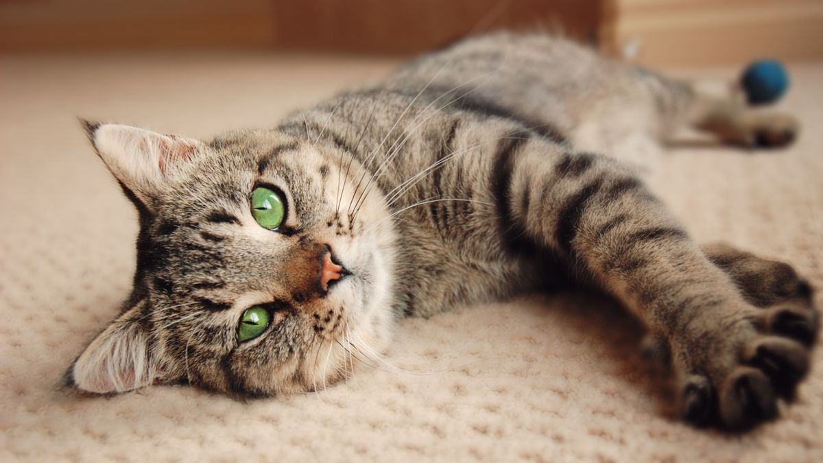 Discover the Fastest Adopt Me Shop for Rare Pets on BloxCart