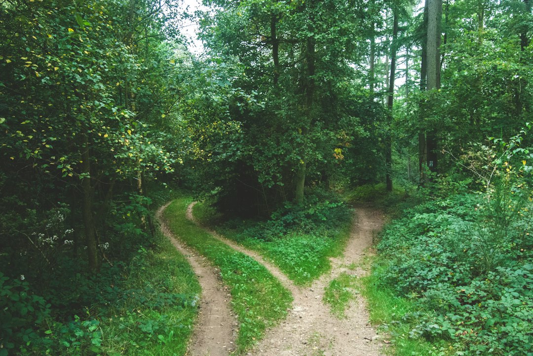 A fork in a wooded path surrounded by greenery