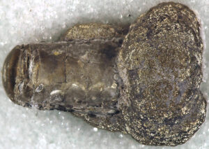 New squid-like species: What is the proven discovery?